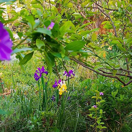Olive Lemon Biophilic House & Lush Forest Garden Vamos Exteriör bild