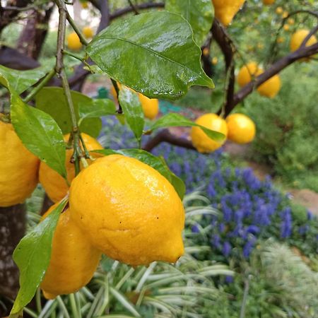 Olive Lemon Biophilic House & Lush Forest Garden Vamos Exteriör bild