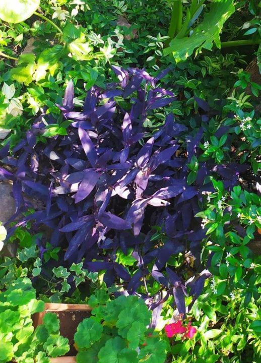 Olive Lemon Biophilic House & Lush Forest Garden Vamos Exteriör bild