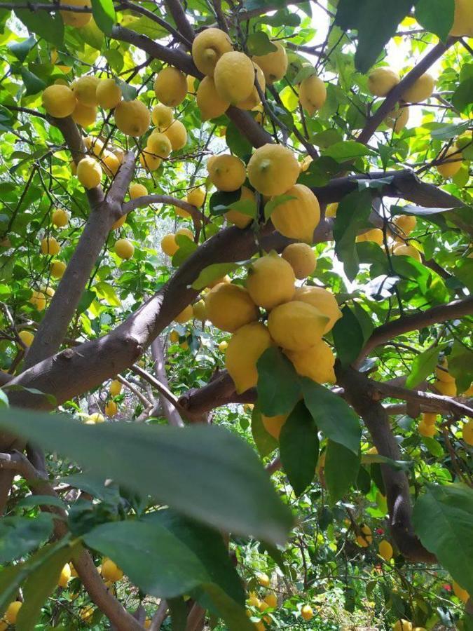 Olive Lemon Biophilic House & Lush Forest Garden Vamos Exteriör bild