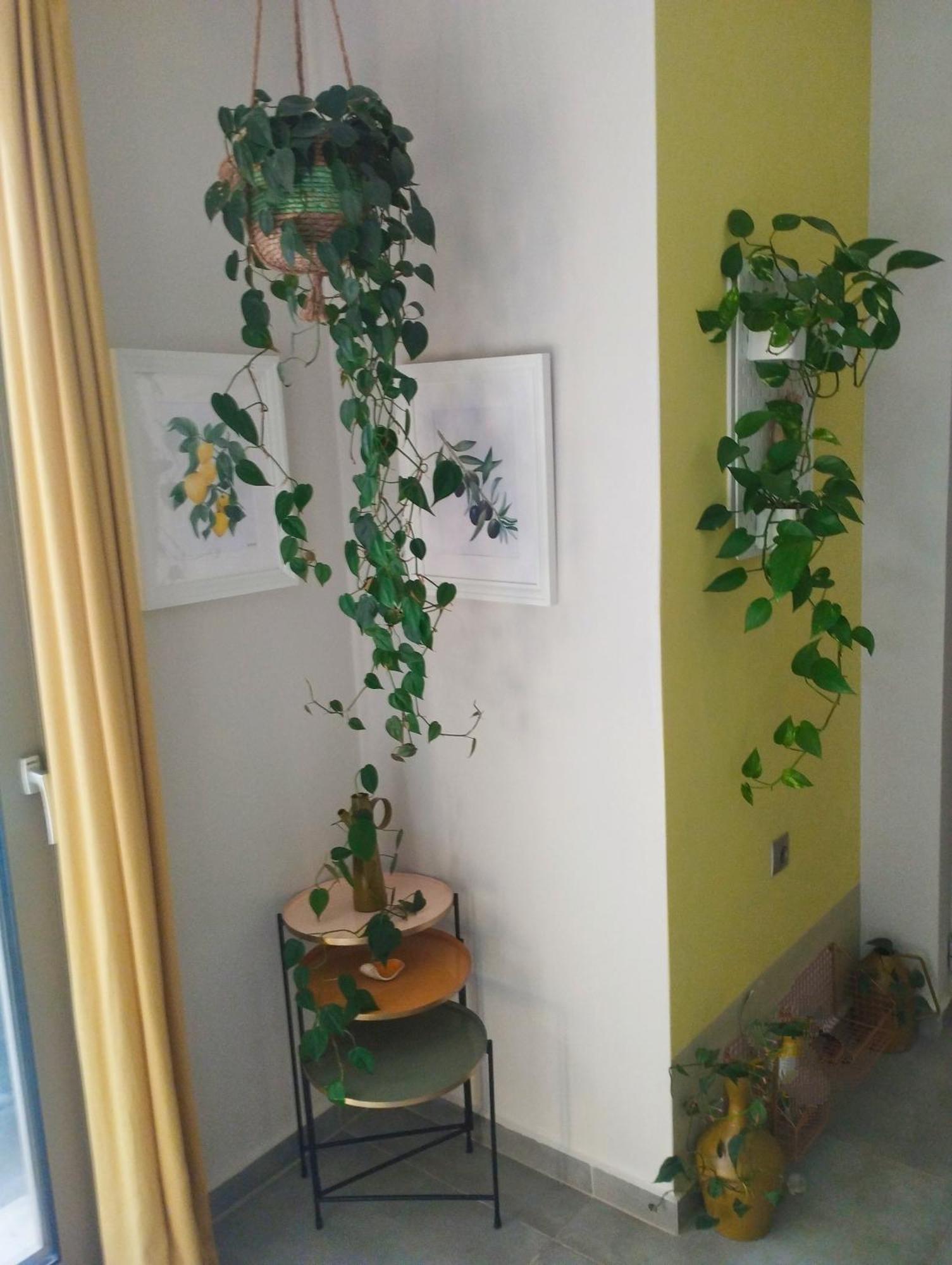Olive Lemon Biophilic House & Lush Forest Garden Vamos Exteriör bild