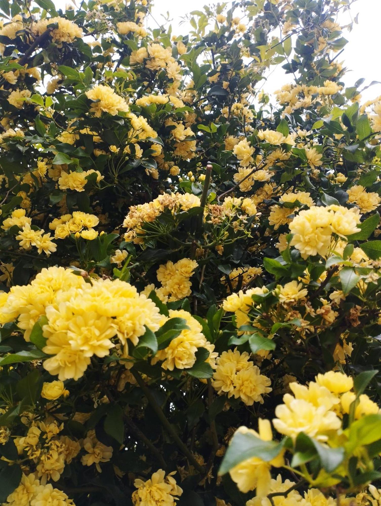 Olive Lemon Biophilic House & Lush Forest Garden Vamos Exteriör bild