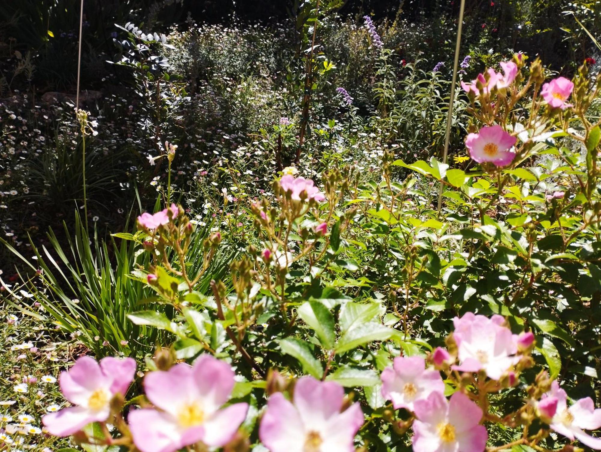 Olive Lemon Biophilic House & Lush Forest Garden Vamos Exteriör bild