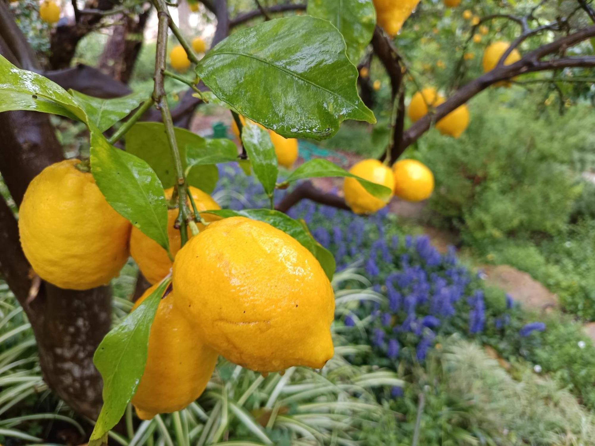 Olive Lemon Biophilic House & Lush Forest Garden Vamos Exteriör bild