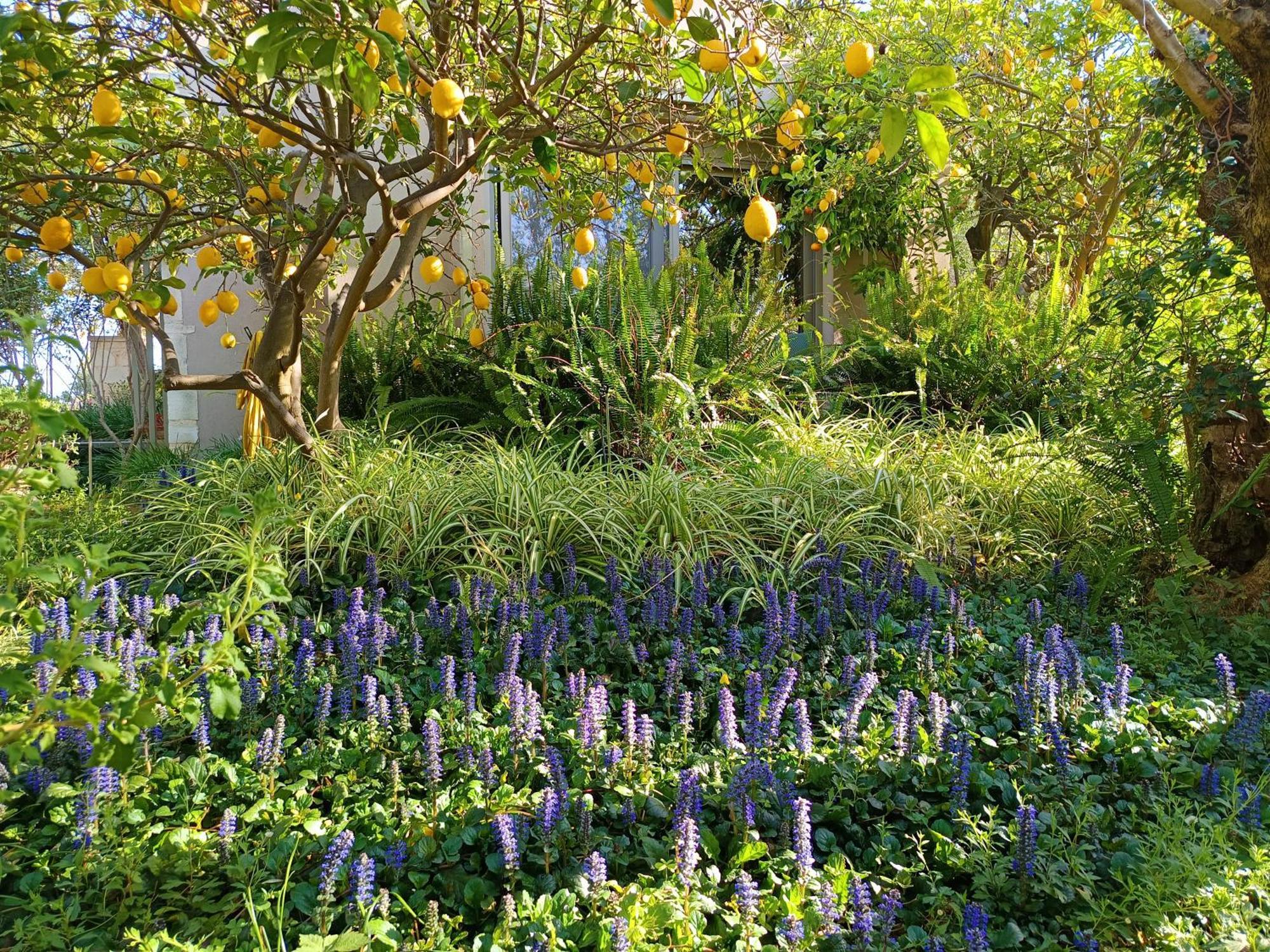 Olive Lemon Biophilic House & Lush Forest Garden Vamos Exteriör bild